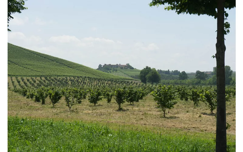 Su Majestad la Avellana Tonda Gentile