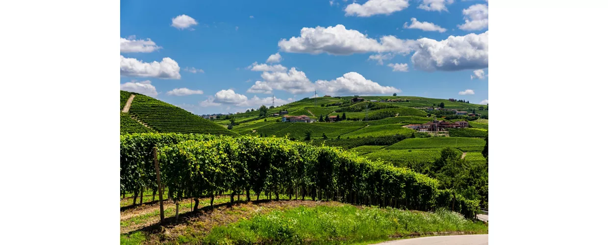 Langhe y Roero