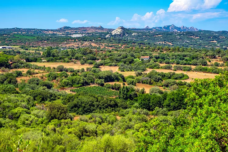 At the heart of Arzachena: the prehistoric “Mushroom Rock”