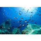 Tauchen, in engem Kontakt mit dem weiten Meer