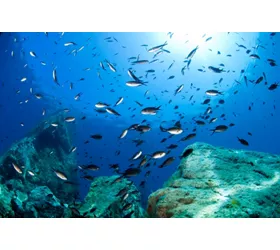 Tauchen, in engem Kontakt mit dem weiten Meer