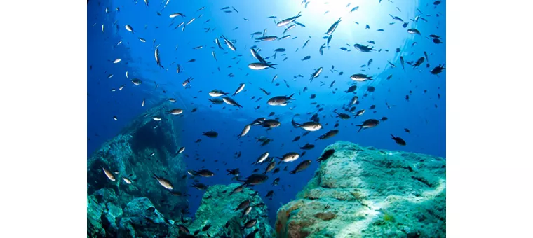 Tauchen, in engem Kontakt mit dem weiten Meer