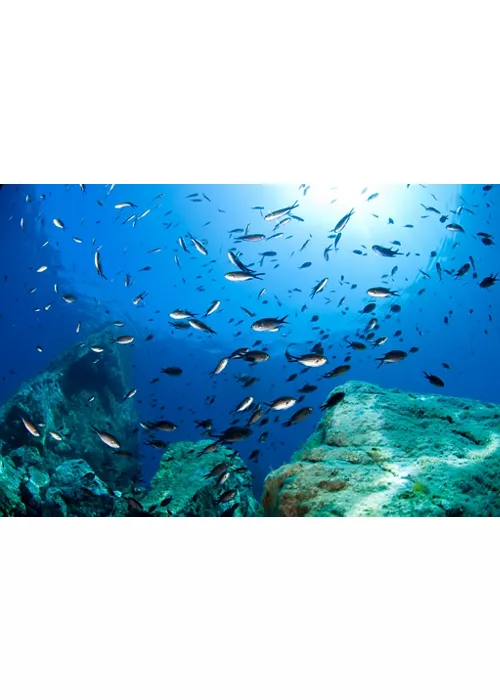 Plongée, en contact étroit avec le Grand Bleu