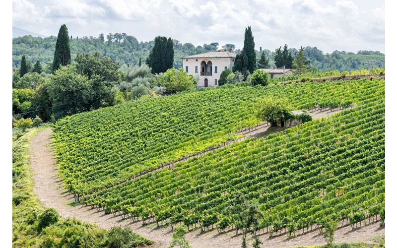 Vigne toscana