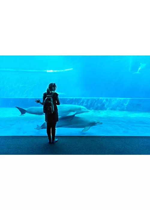 The Aquarium of Genoa, a tour of the world under the sea