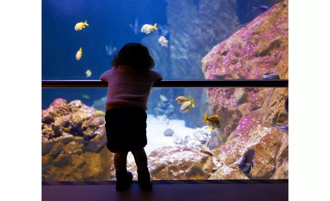 Acquario di Livorno - Paguro con spugna, Un strana associaz…