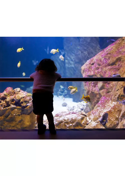 The Livorno Aquarium, wonders of the sea and ecology