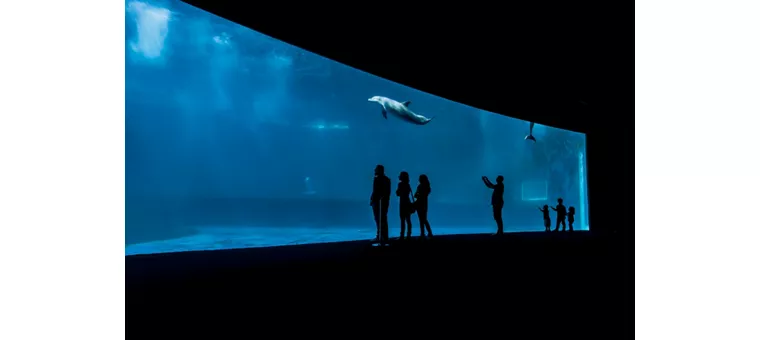 All the sea in a fish tank