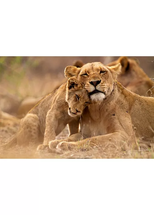 Natureza e animais, a biodiversidade entra em cena nos parques de vida selvagem