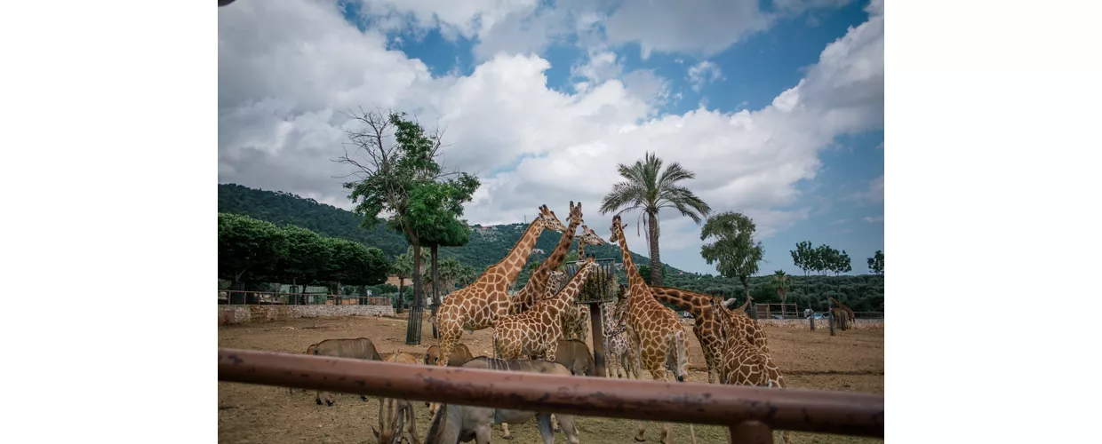 Giraffe in Fasano apulia safari zoo Italy