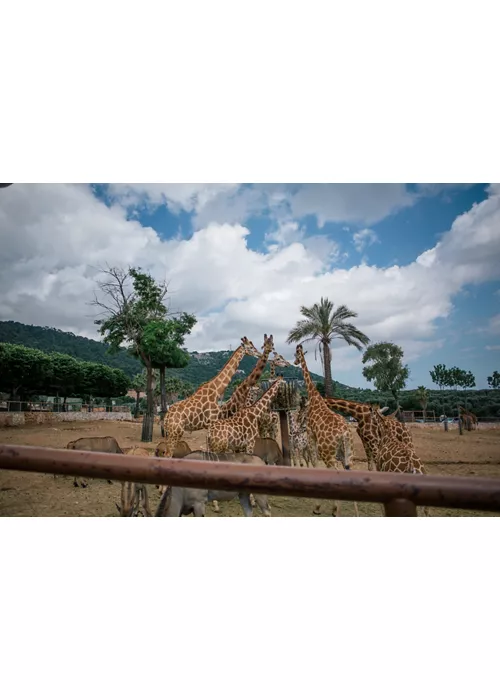 Giraffe in Fasano apulia safari zoo Italy