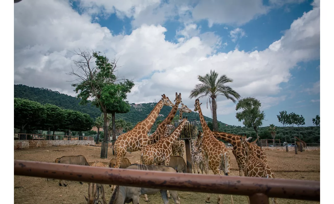 Giraffe in Fasano apulia safari zoo Italy