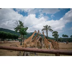 Giraffe in Fasano apulia safari zoo Italy