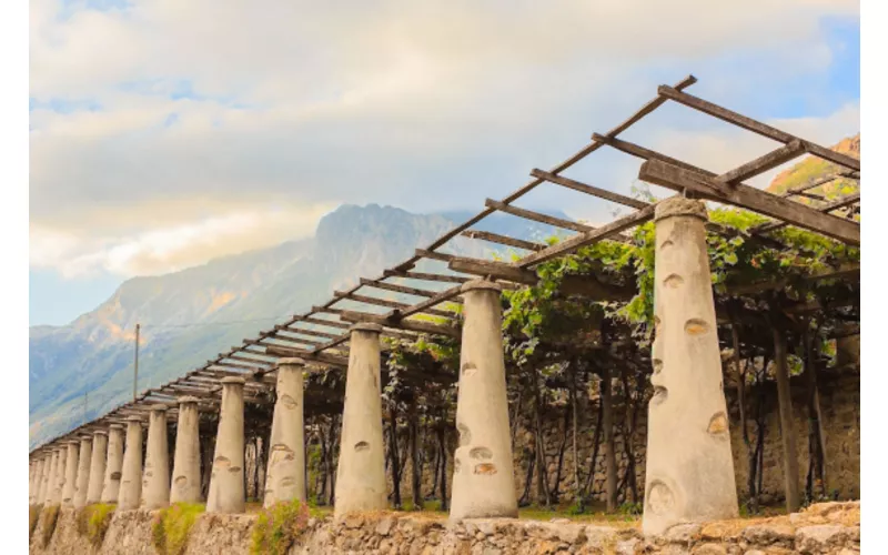 Los viñedos en terrazas de Carema