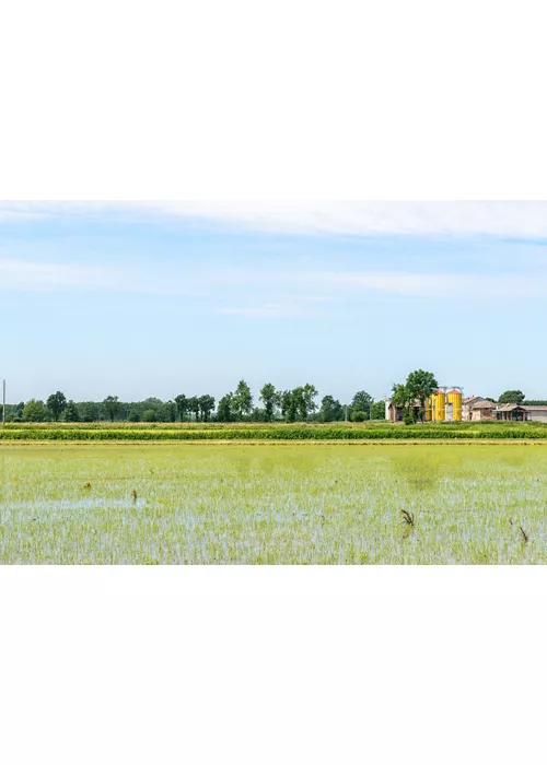 The Ticino Park: rice paddies and nature reserves