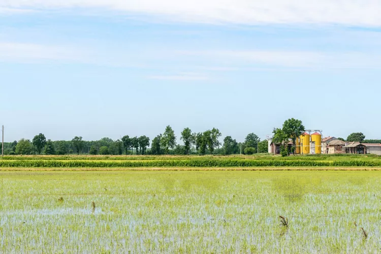 Rice fields and the Ticino Park