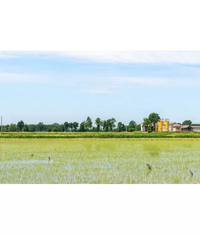 En el Parque del Ticino, entre arrozales y reservas naturales