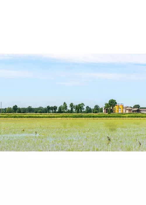 En el Parque del Ticino, entre arrozales y reservas naturales