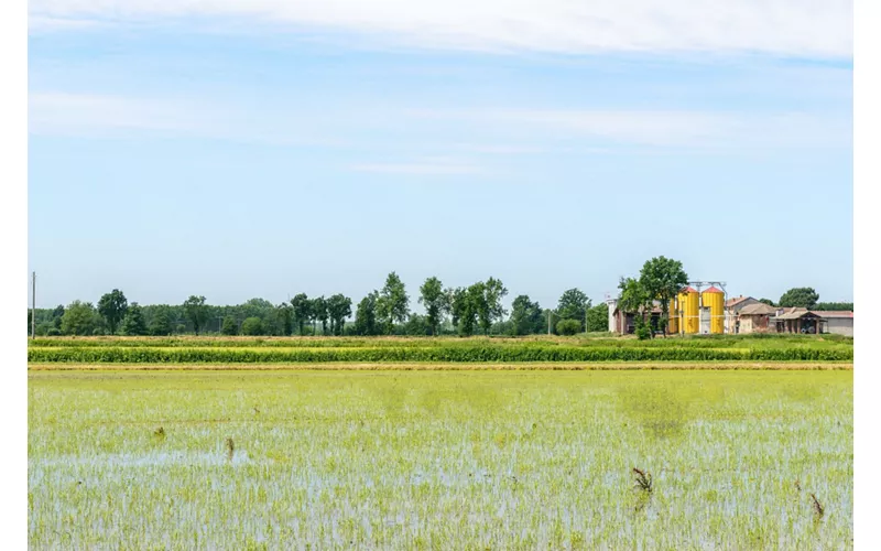 Os campos de arroz e o parque do Ticino