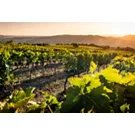 A Itália do vinho, uma experiência turística inebriante