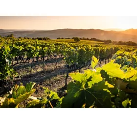 A Itália do vinho, uma experiência turística inebriante