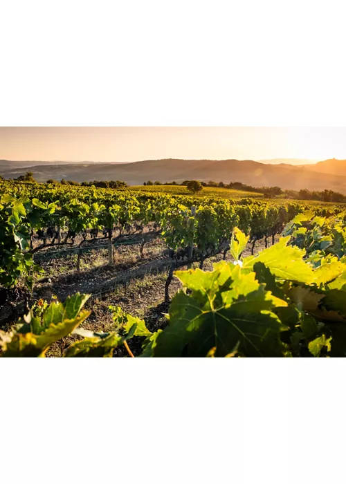 A Itália do vinho, uma experiência turística inebriante