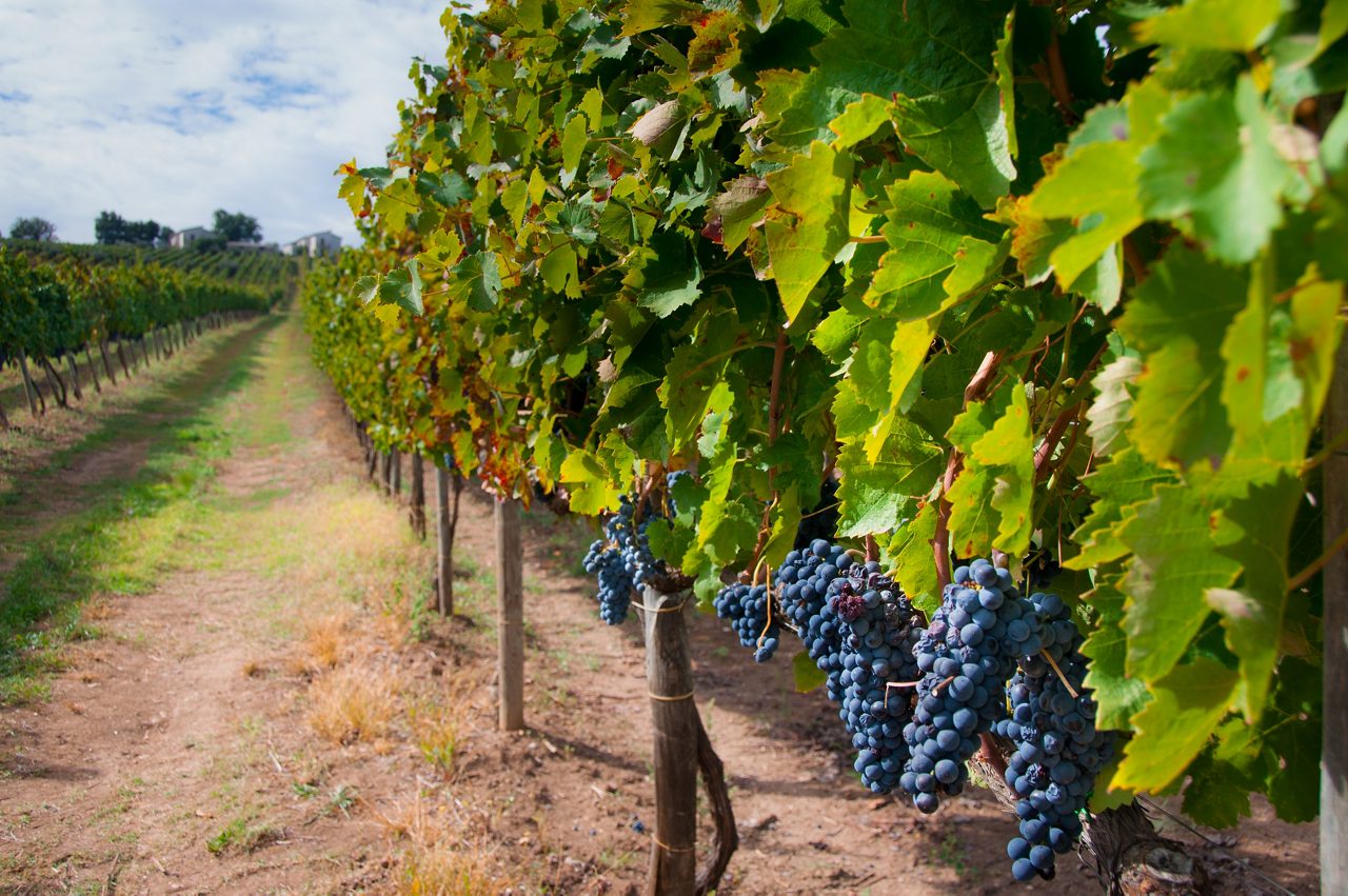 Aglianico vineyard during harvest in Campania, Italy. Aglianico is used to make Aglianico as well as Taurasi wines.