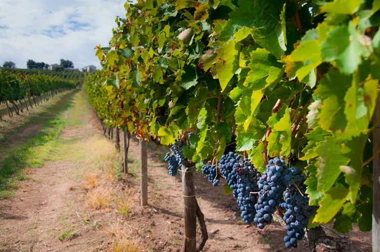 Campania: Aglianico and Taurasi