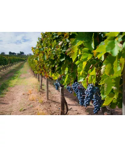 Weintour zur Entdeckung der Weine Kampaniens