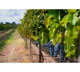 Passeio enológico à descoberta dos vinhos da Campânia