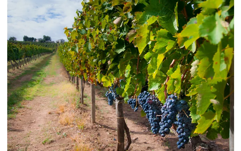 Campânia: Aglianico e Taurasi