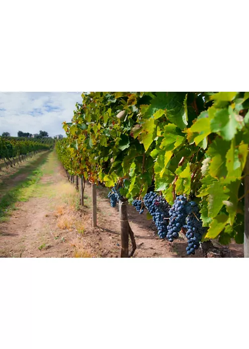 Passeio enológico à descoberta dos vinhos da Campânia