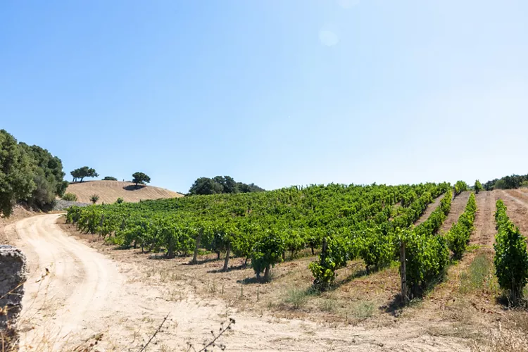 Sardinia: Vermentino di Gallura DOCG