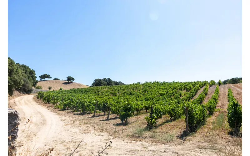 Cerdeña: Vermentino di Gallura DOCG