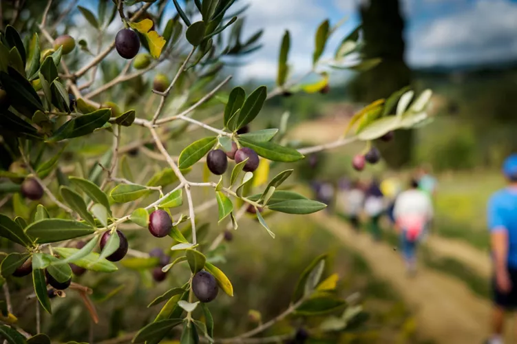 Camminata tra gli Olivi