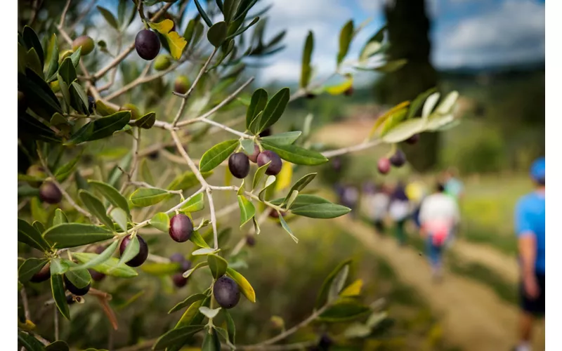 Caminhada entre as oliveiras