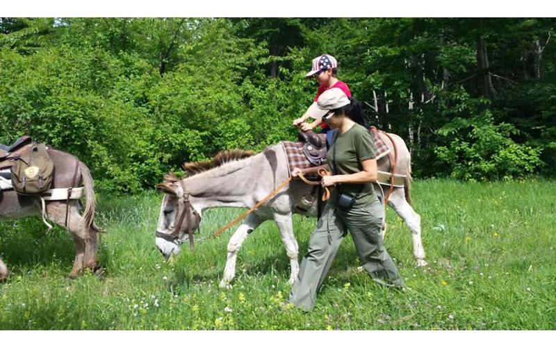 Animaux et nature : trekking avec des mulets.