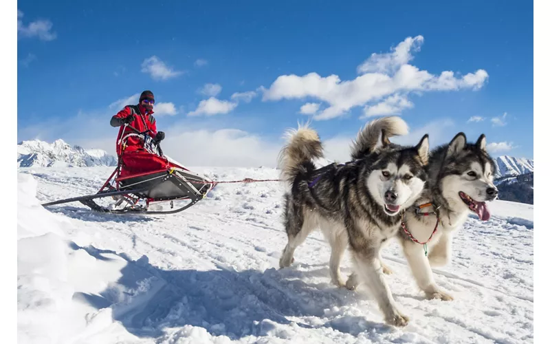 Courmayeur: trineo con perros en la nieve