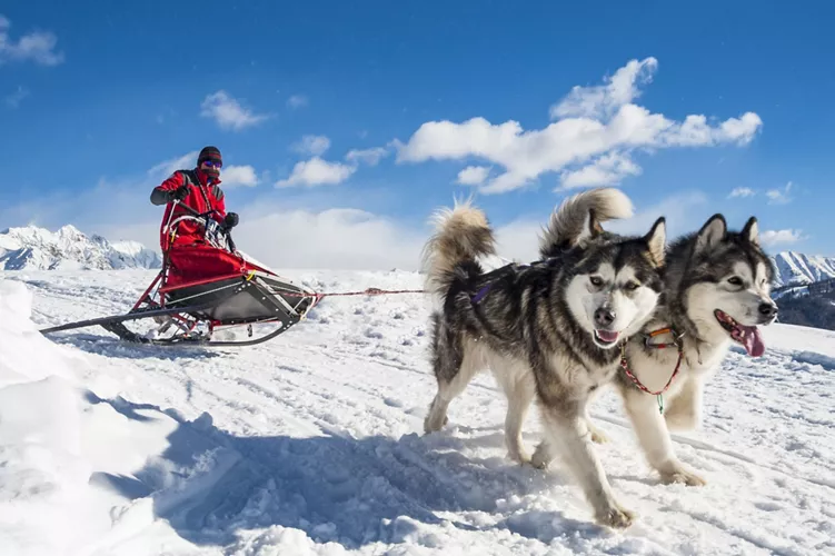 Courmayeur: trineo con perros en la nieve