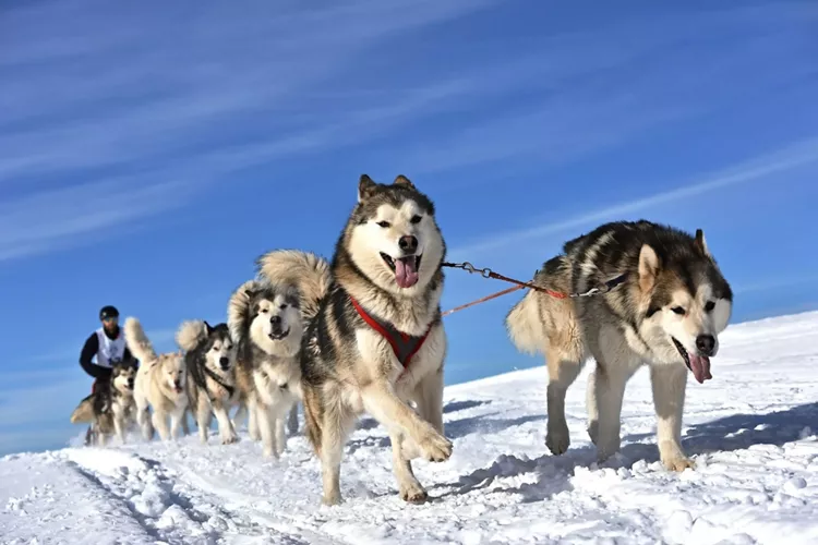 Dog sledding in Cortina: when snow is adventure