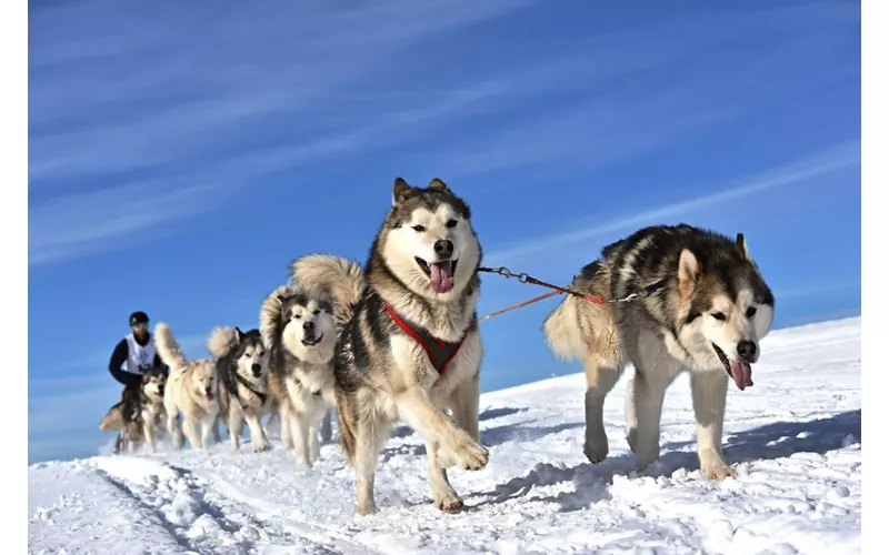 Traîneau à chiens à Cortina, quand la neige est une aventure