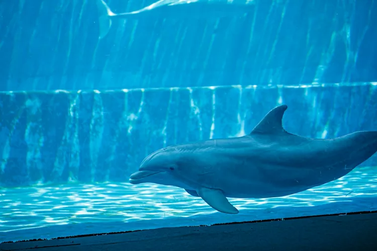 The Aquarium of Cattolica, Emilia Romagna