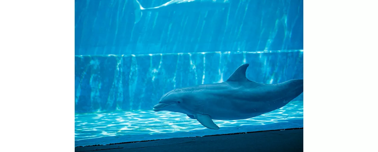 Acquario di Cattolica