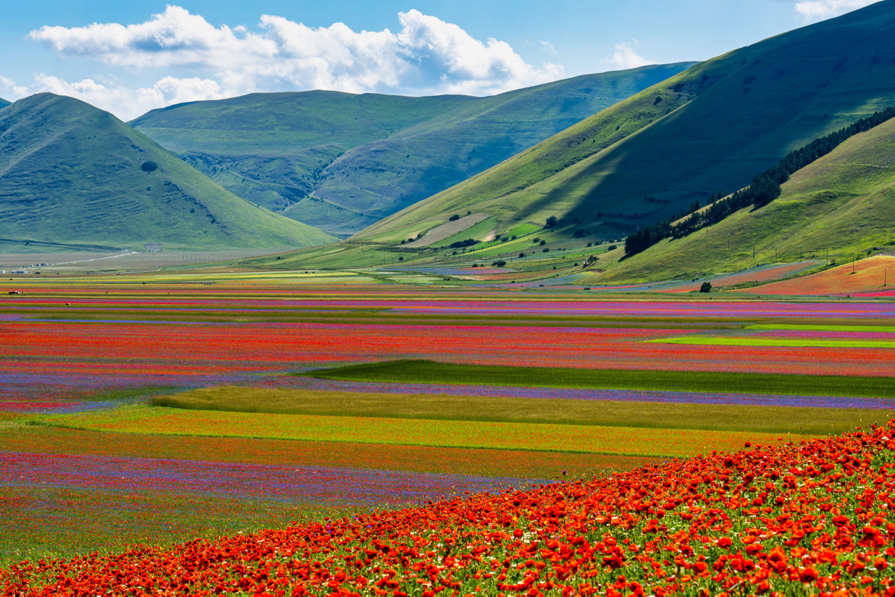 https://tourismmedia.italia.it/is/image/mitur/20220201145721-fioritura-castelluccio-di-norcia-umbria-shutterstock-1826279903-rid