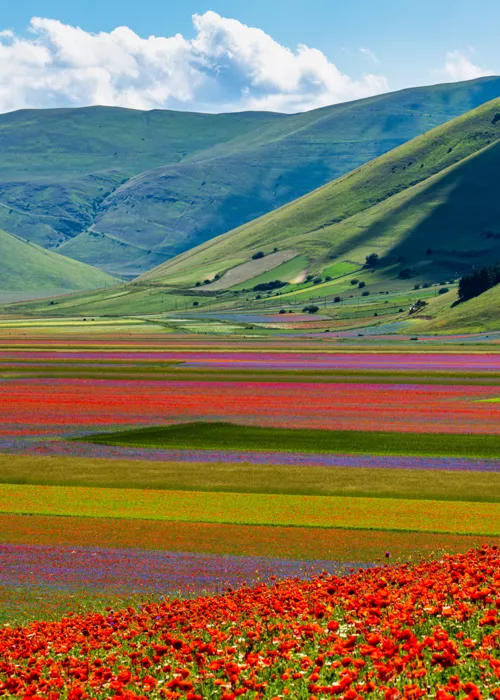 Floraciones en Italia: una paleta de colores 