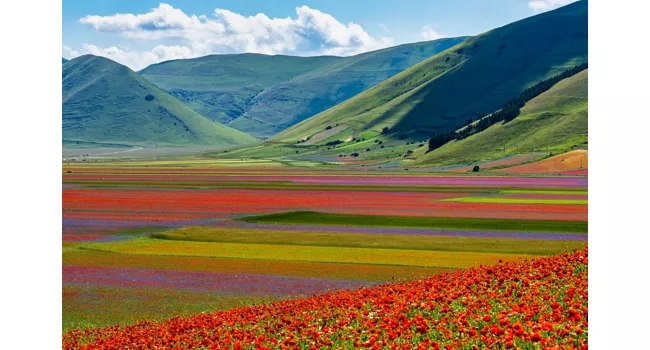 Flores em Itália: uma paleta de cores
