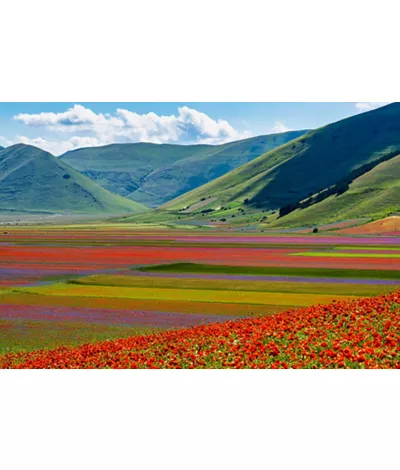 Flores em Itália: uma paleta de cores