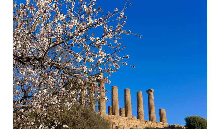 La Valle dei Templi - Agrigento, Sicilia