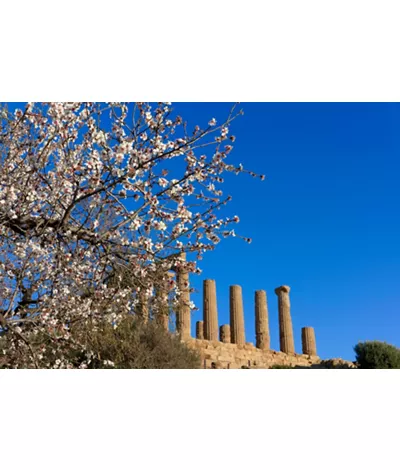 La Valle dei Templi - Agrigento, Sicilia