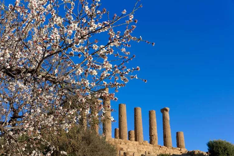 Agrigento: shades of pink between the temples